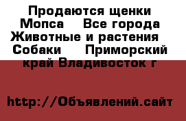 Продаются щенки Мопса. - Все города Животные и растения » Собаки   . Приморский край,Владивосток г.